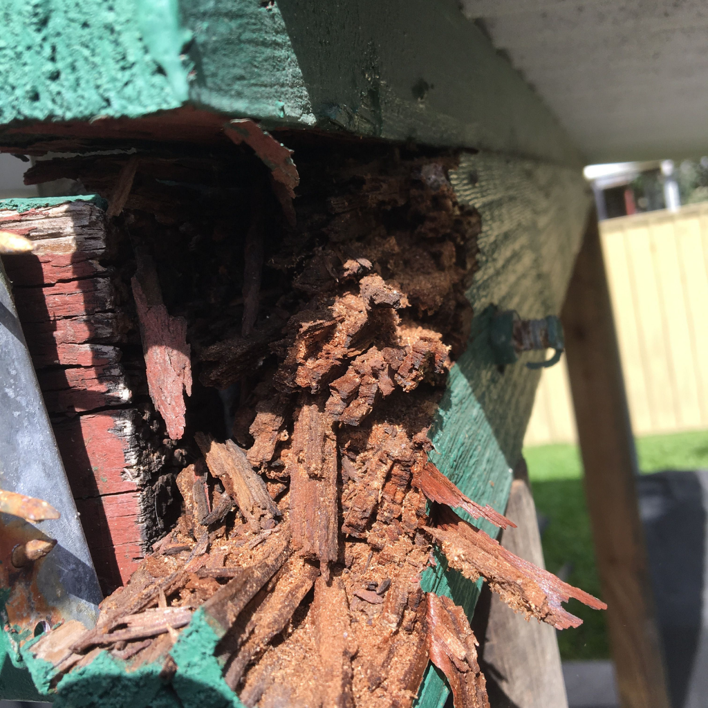 Townsville Termite & Pest Control Pest Control Townsville