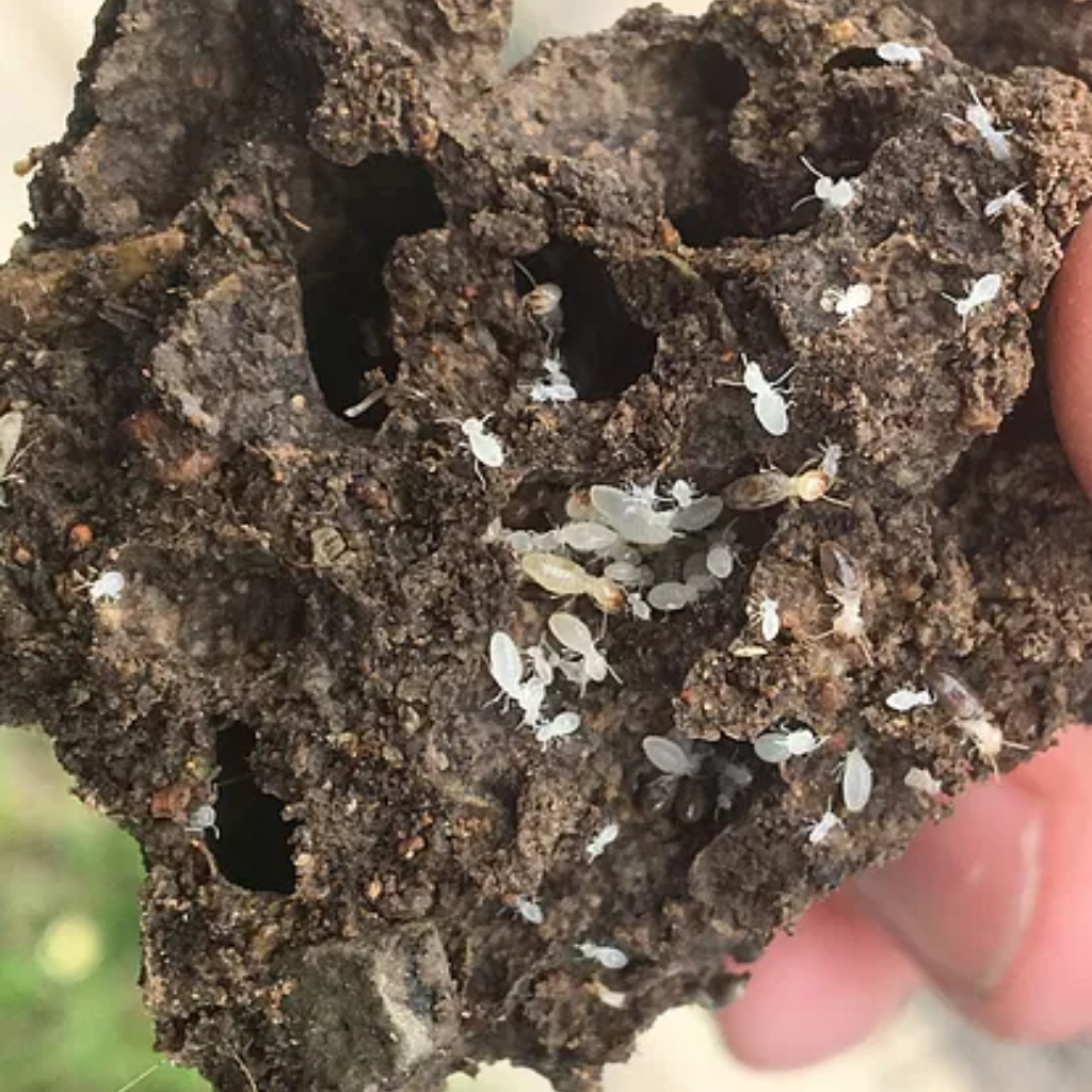 Townsville Termite & Pest Control Pest Control Townsville