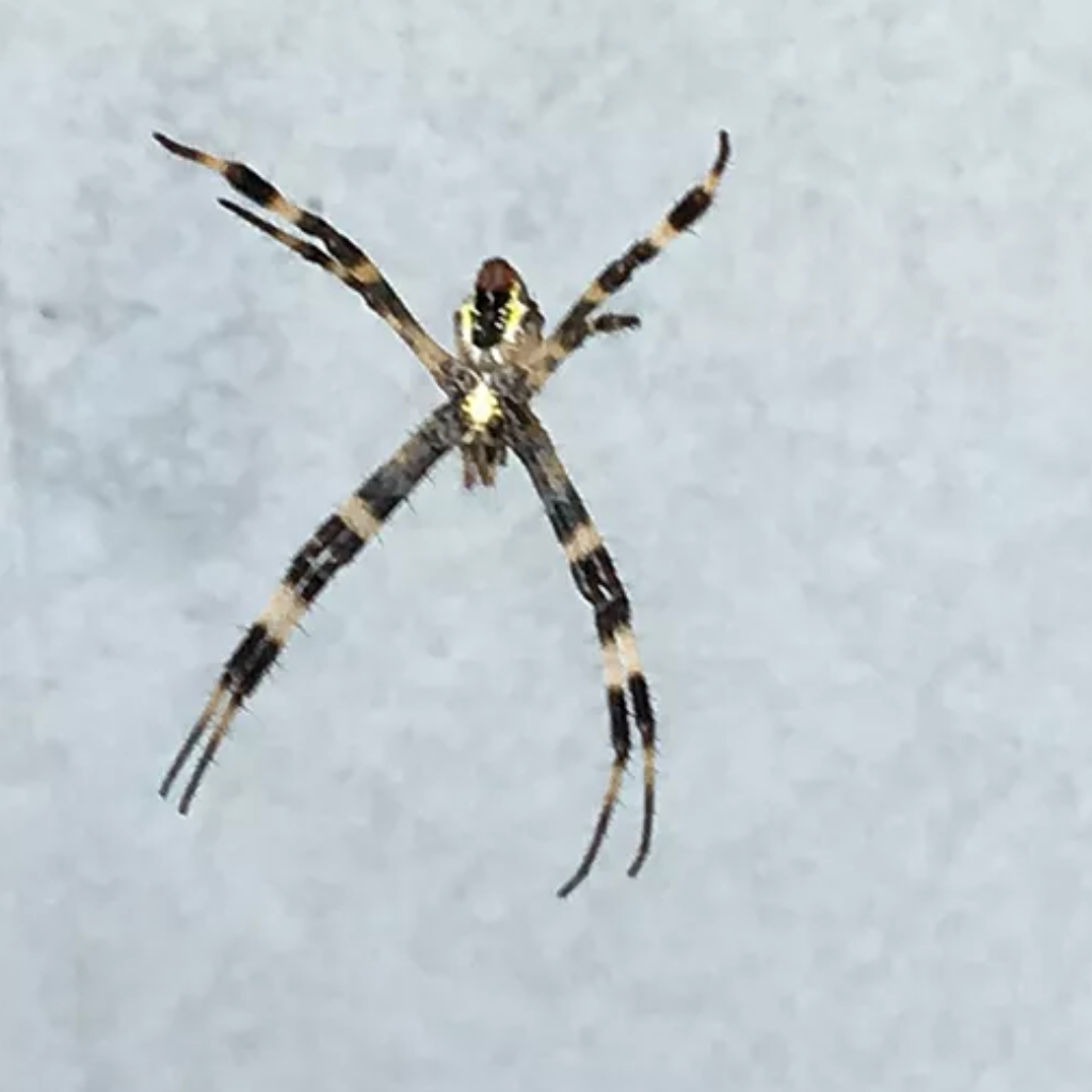 Townsville Termite & Pest Control Pest Control Townsville