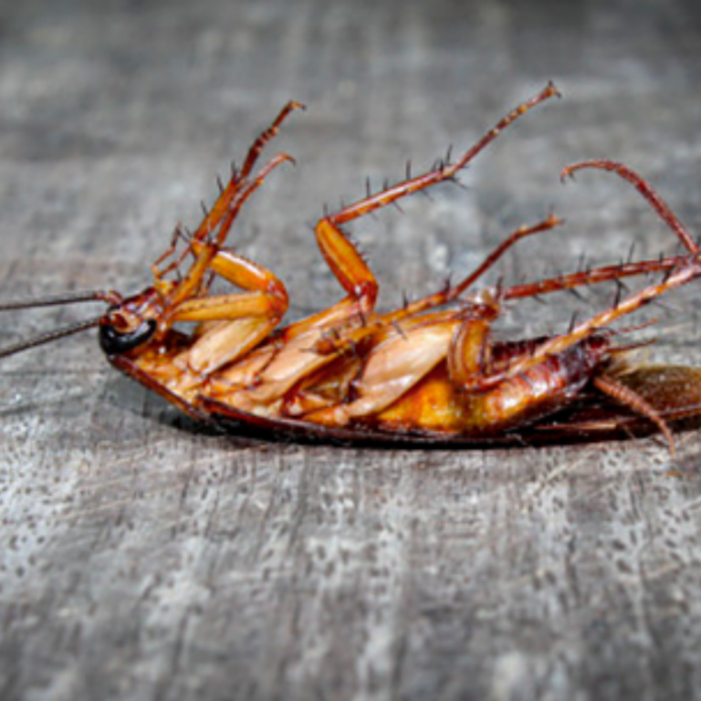 Residential Pest Control in Townsville Specialists