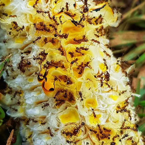 Ant Control Townsville Pest Control Townsville