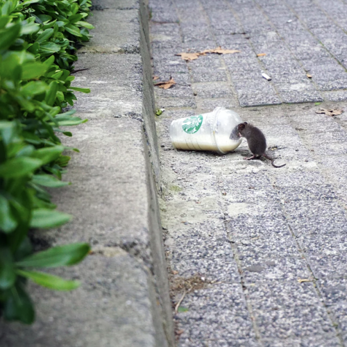 Rodent Control, Rat Removal and Rat Extermination cost